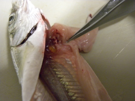Probebefischung Dez.2009 008.jpg